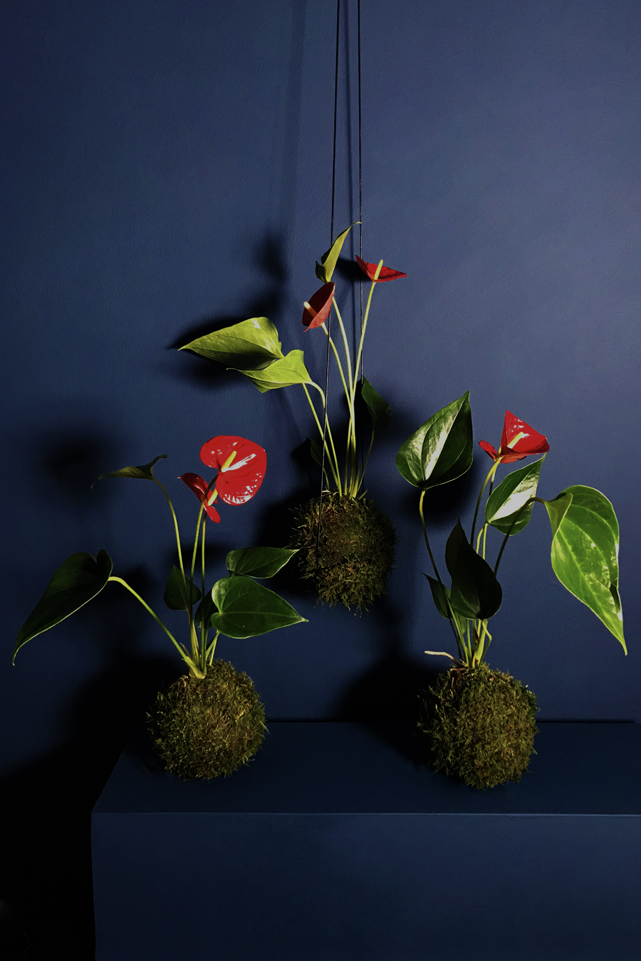 Group Anthurium Kokedama-Alyson-Mowat-Studio