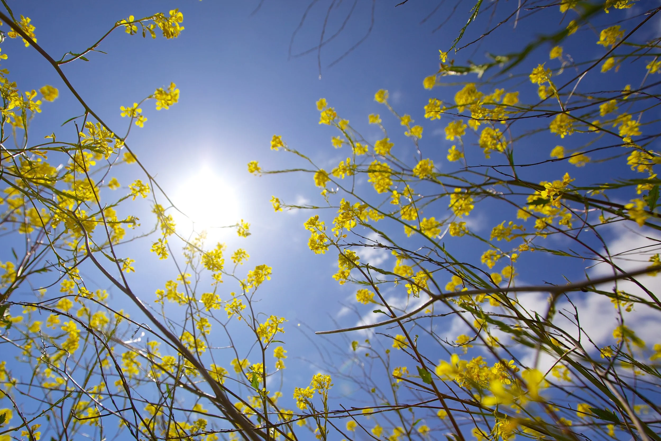 Sun energy.jpg