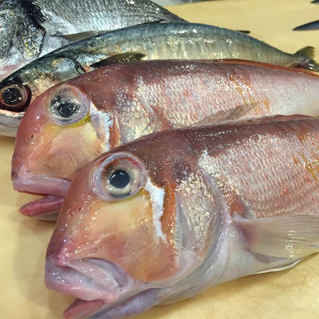 #amadai #saba #kurodai #umisushiroseville #japanesefish #tsukijifishmarket #nofilter