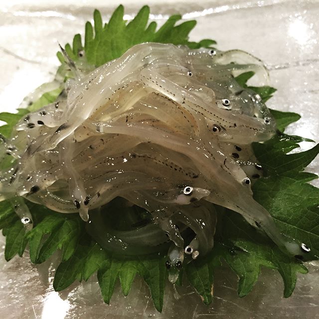 #shirauo #icefish 
#shirako #codmilt 
#umisushiroseville 
#tsukijifishmarket 
#nofilter 
#omakase 
#sakebomb 
#roseville 
#sushi 
#iamasushichef 
#again