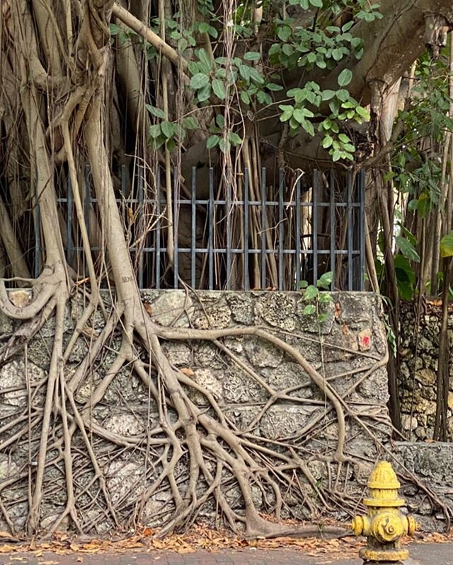 #banyan teaching us how to create new roots to became branch pillars that will support the trunk. &ldquo;Hindu texts written more than 2500 years ago describe a cosmic &lsquo;world tree&rsquo;, a banyan growing upside-down with its roots in the heave