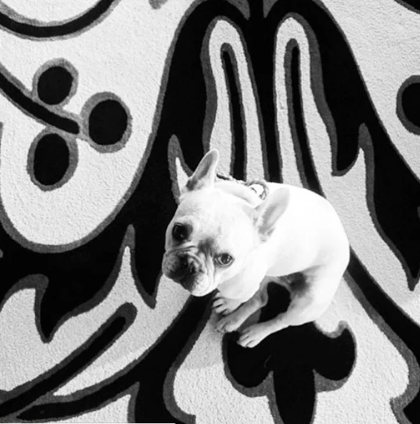 DesignDog-BestInteriorDesigners-JoeGinsbergDesignNY.jpg