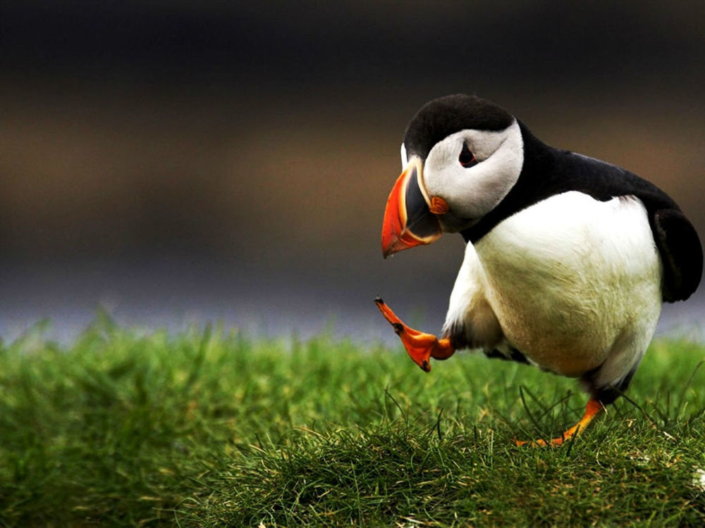 I D Like To Introduce You To The Unpopular Opinion Puffin Rage On The Page