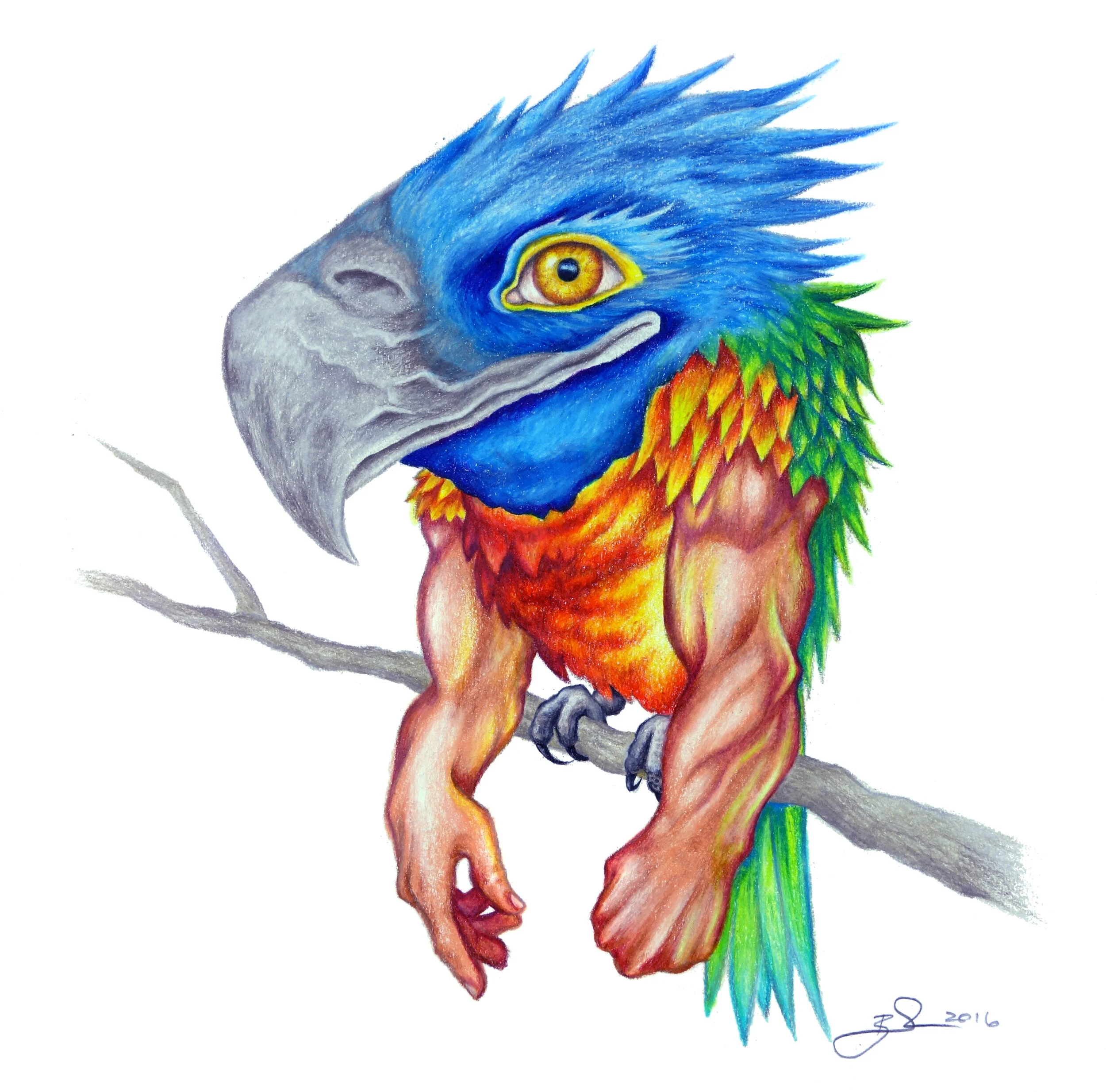 Bird Arms 2.jpg