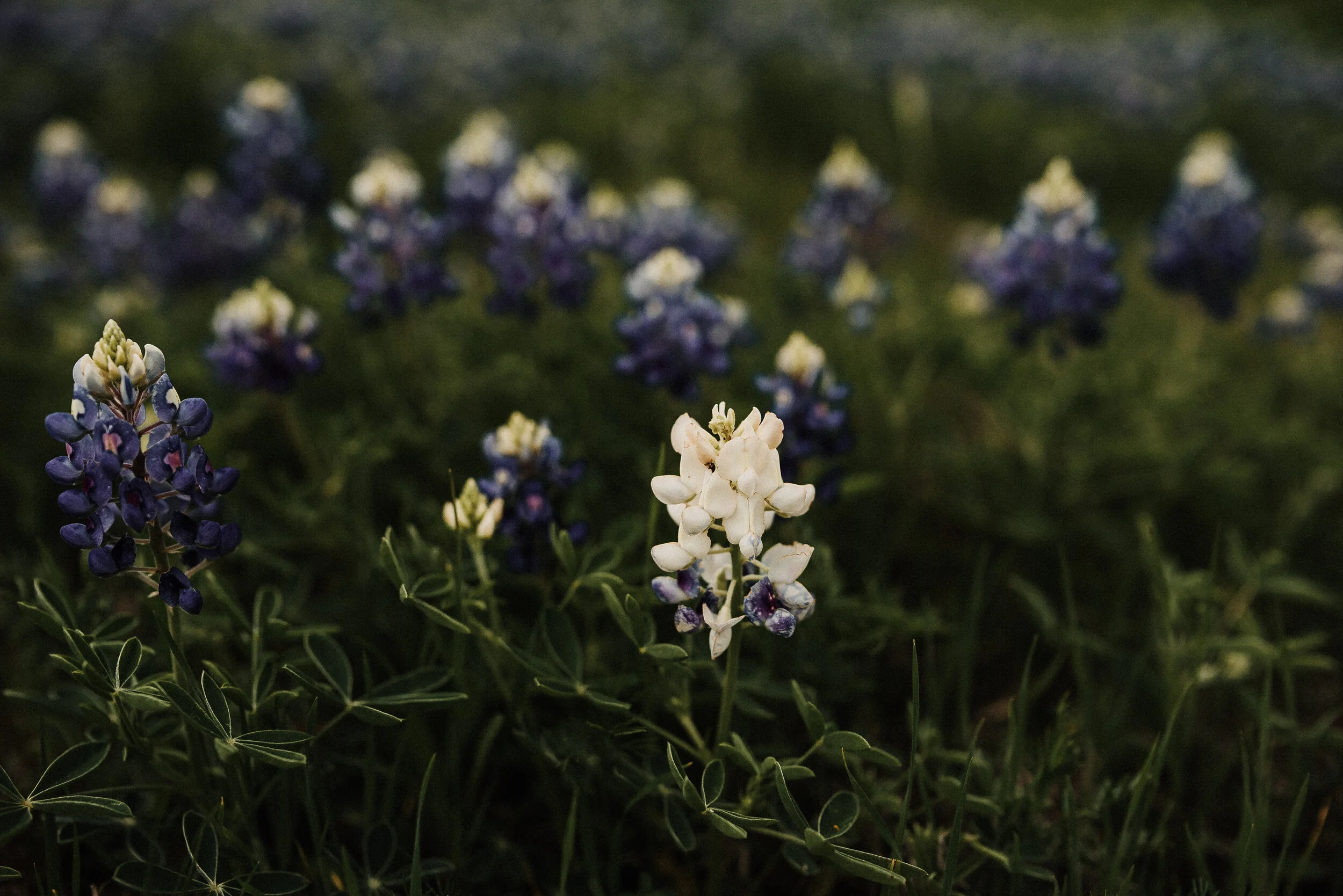 Texas.bB.Klayne.Photography (1 of 1).jpg