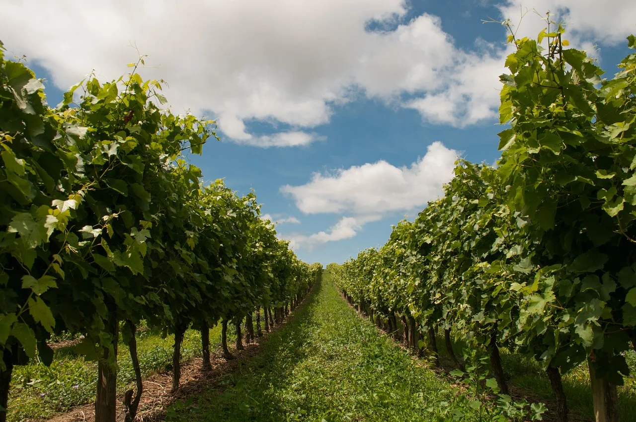 3_of_the_best_long_island_wineries.png
