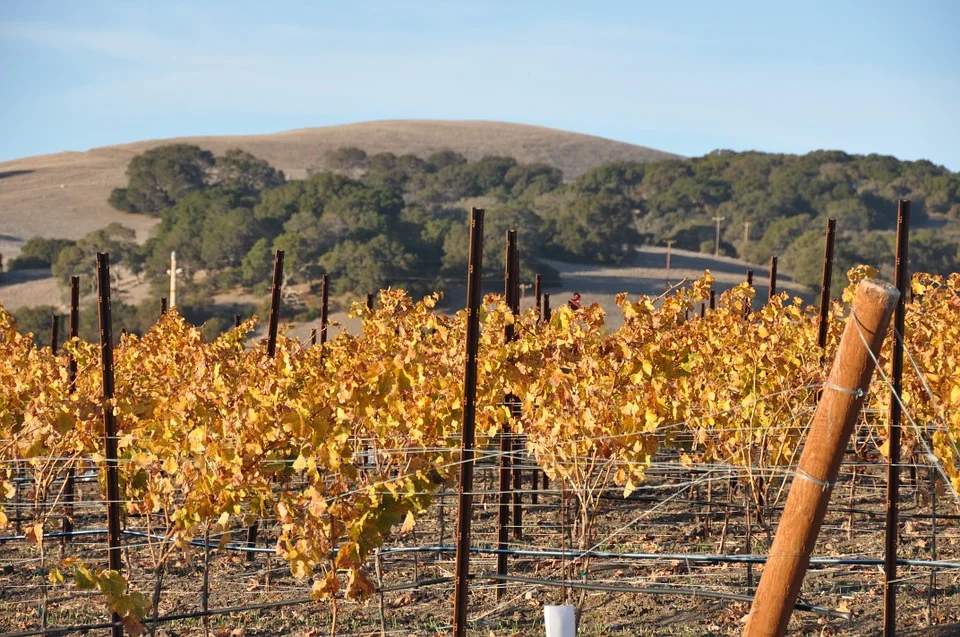 four_ways_to_do_sonoma_valley_wine_tours.png