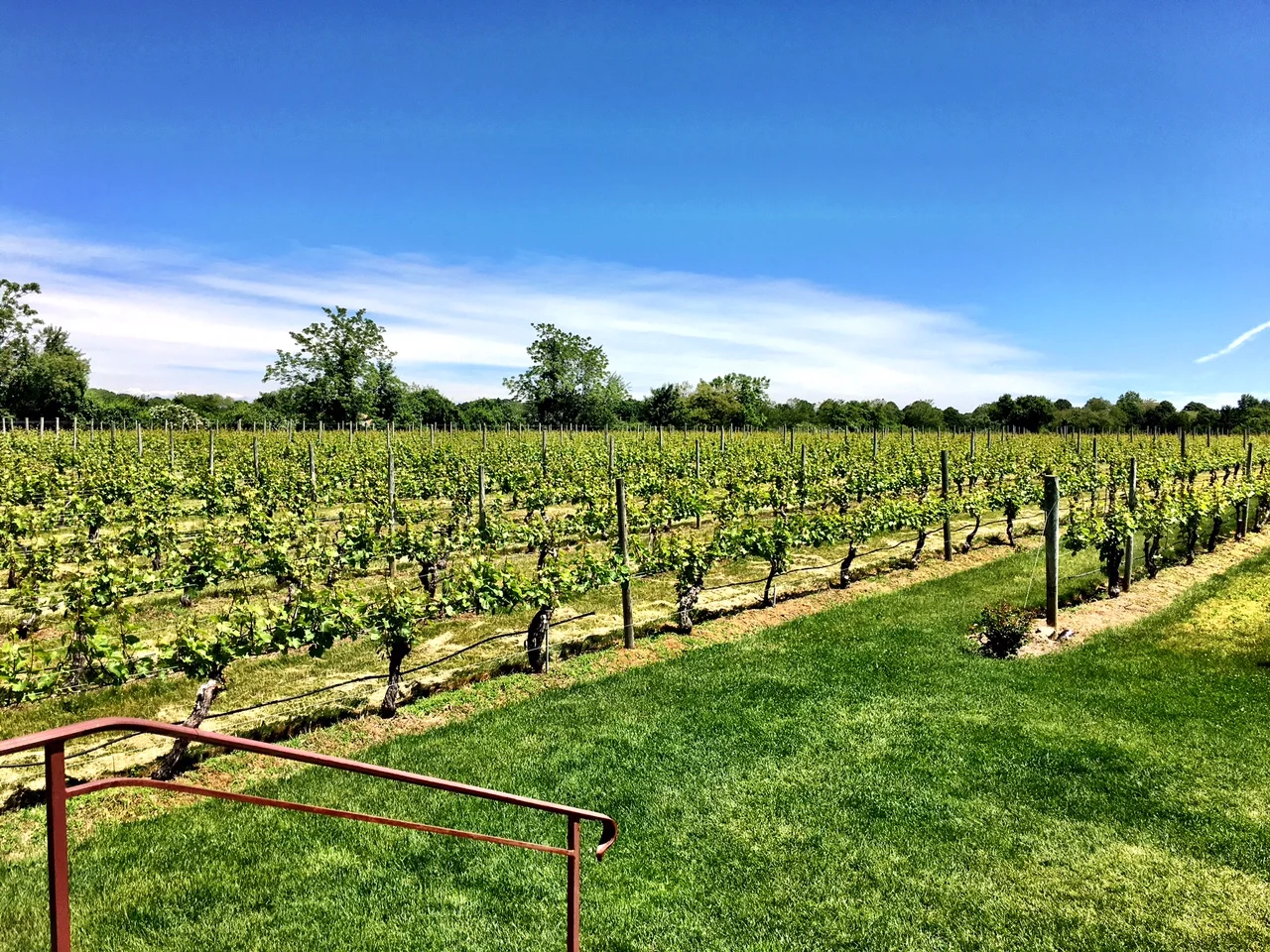 taste_of_purple_visits_wolffer_estate.png