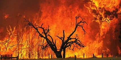 australian-brush-fire web.jpg