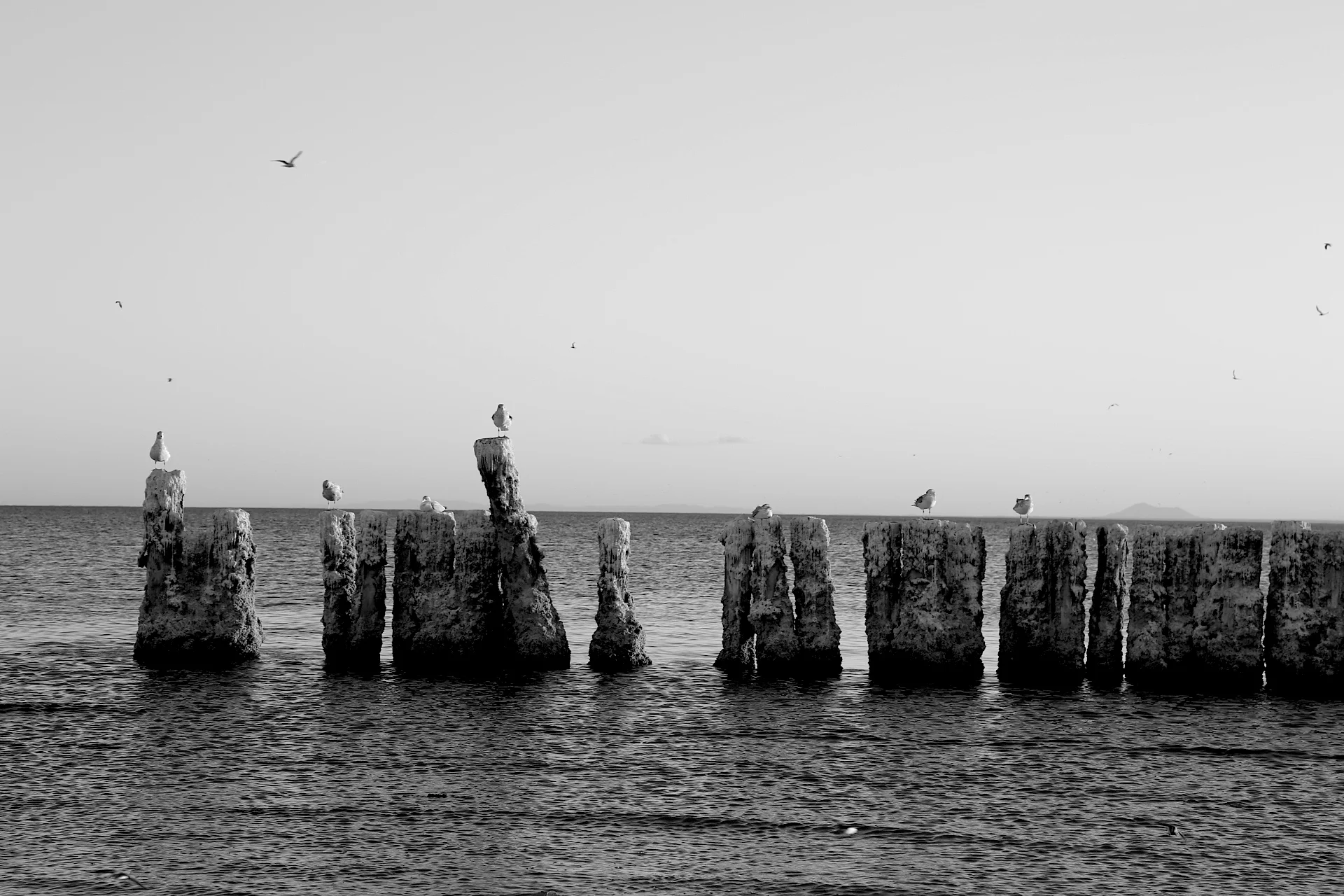 BombayBeachBirdies.JPG