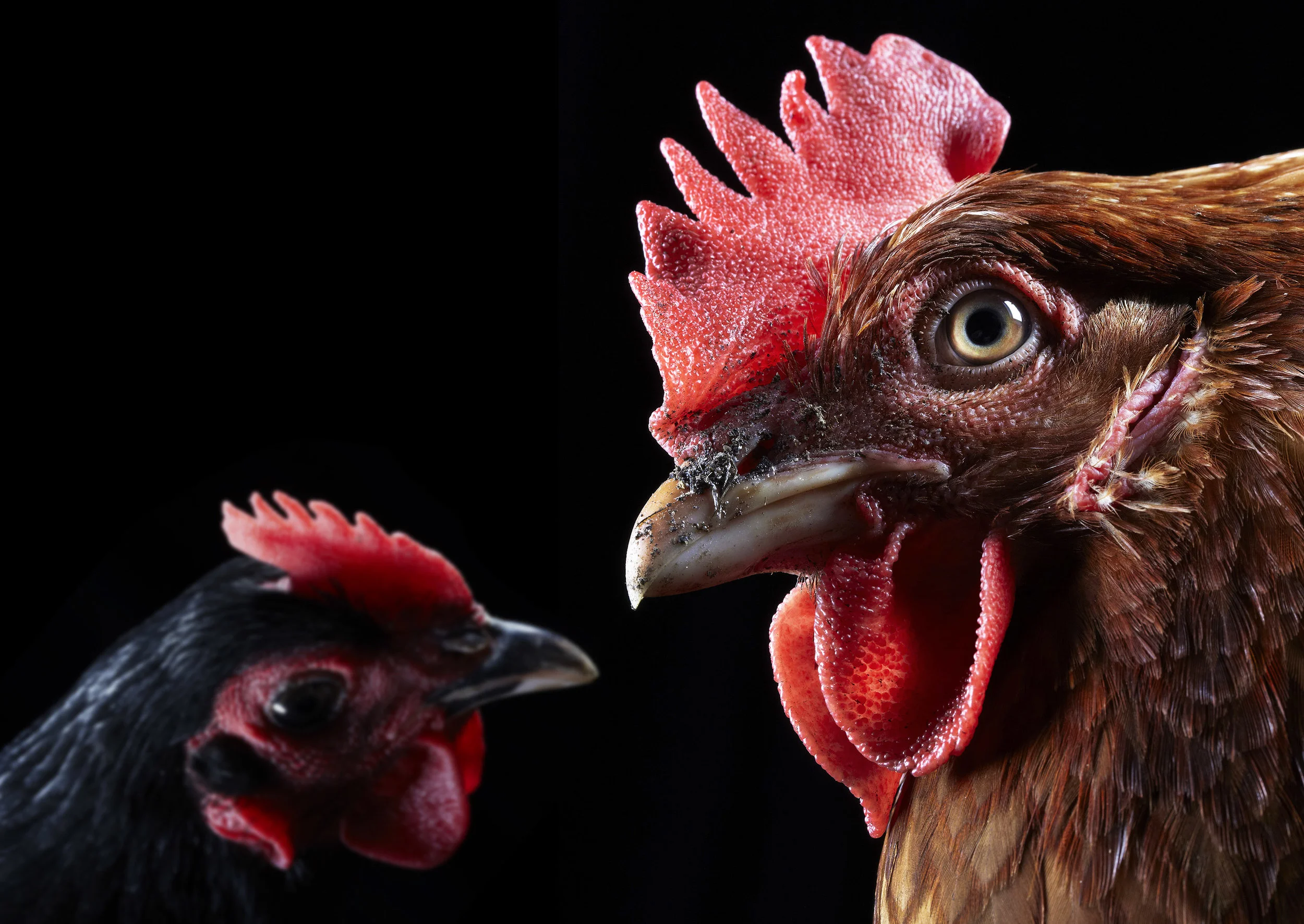 BrownChickenBlack.jpg