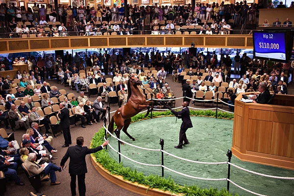 horse auction.jpg