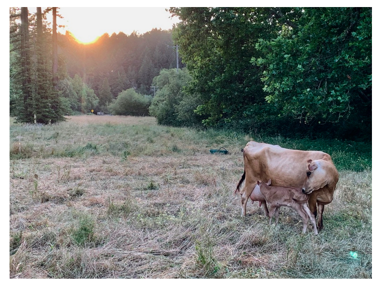 Mama Chai with her yet-to-be-named calf.