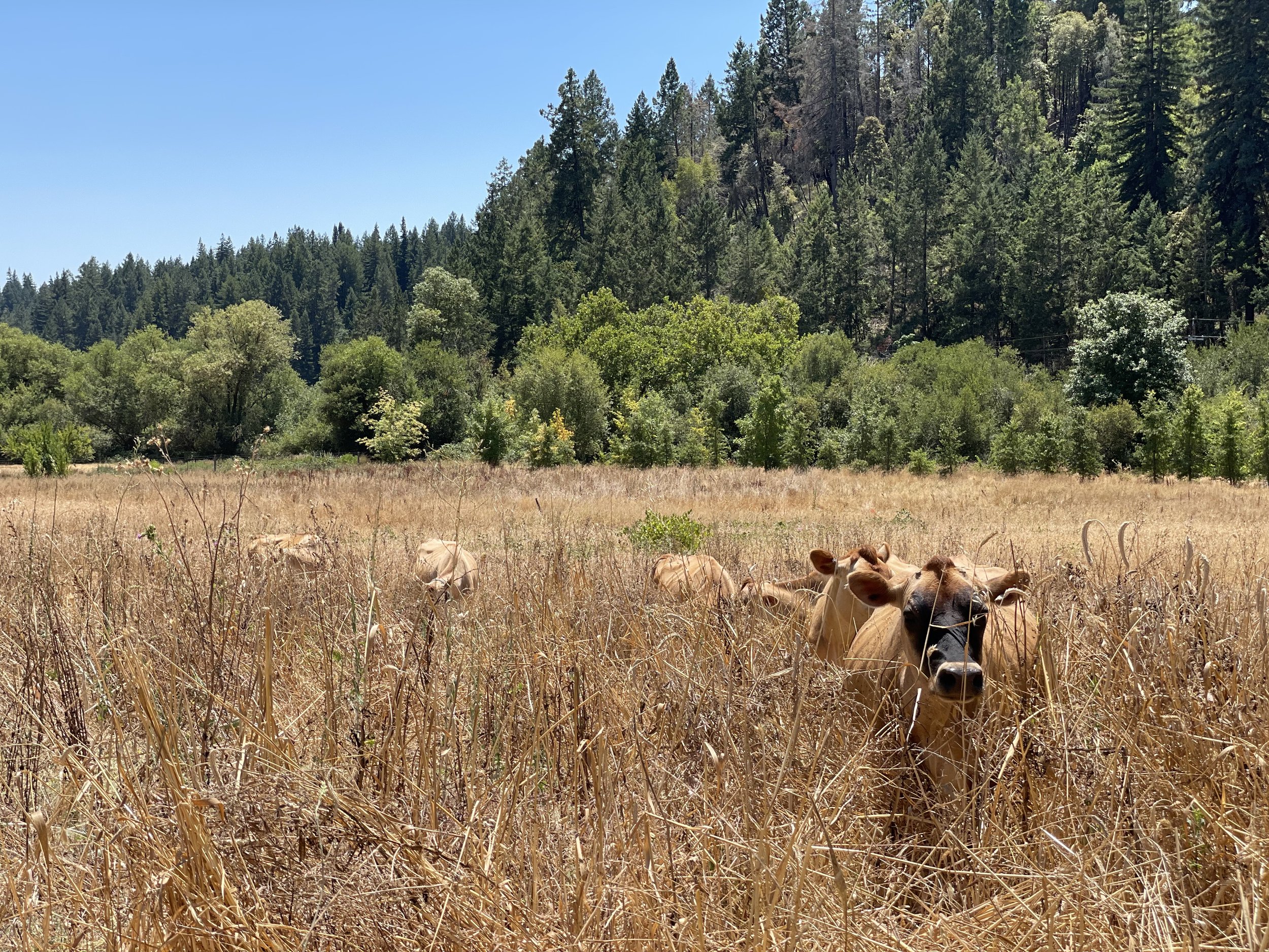Fall Farm Tour + Feast