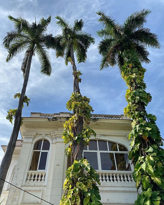 How do you like your #palm tree? Whatever your style, #Cuba&rsquo;s got it!🇨🇺🌴