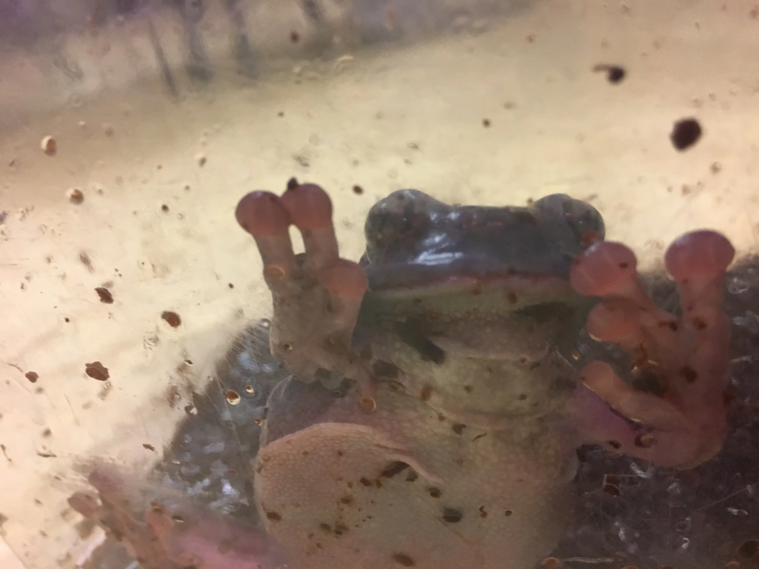Prince Charming the Tree Frog