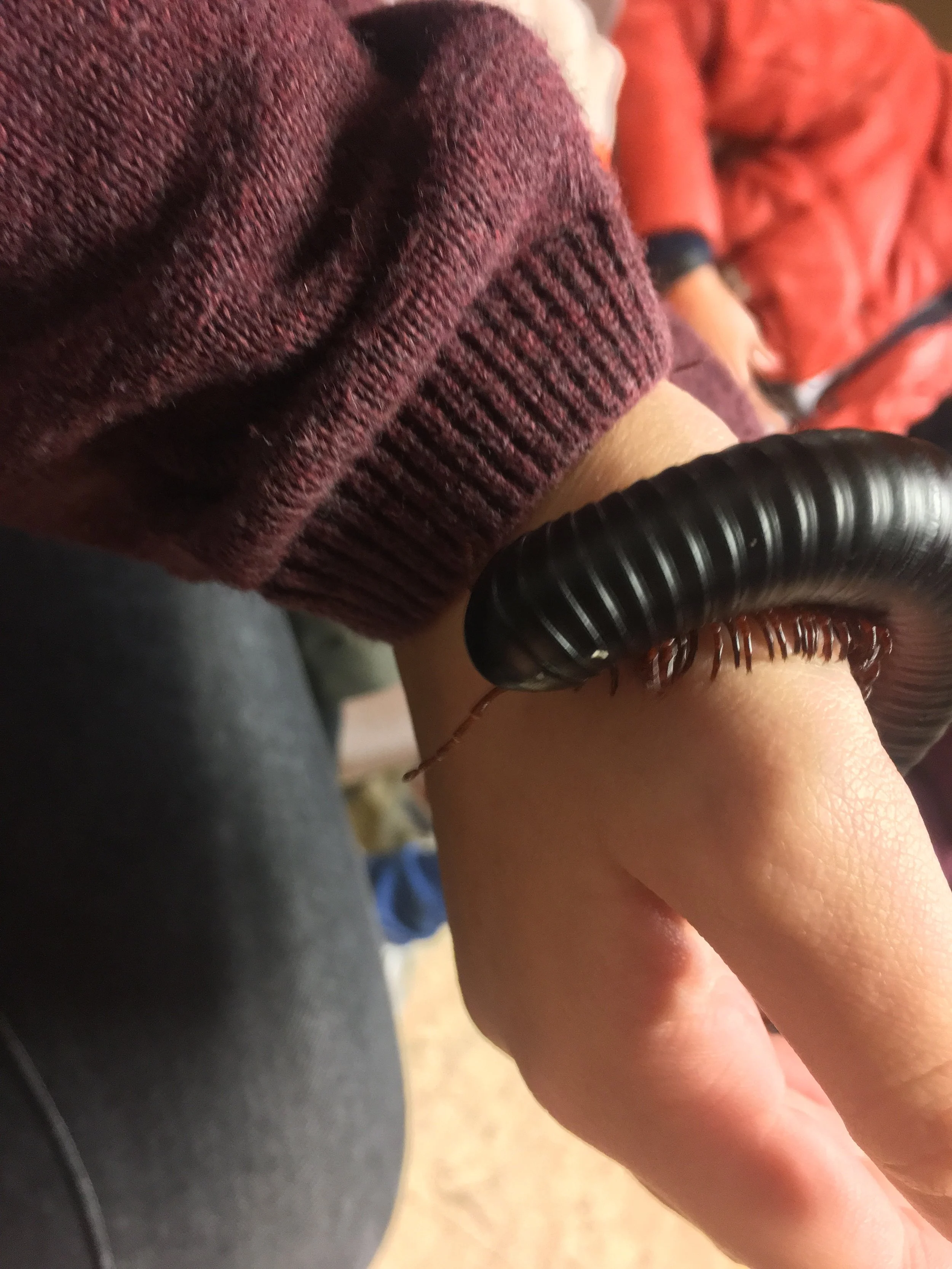 Millie the Millipede