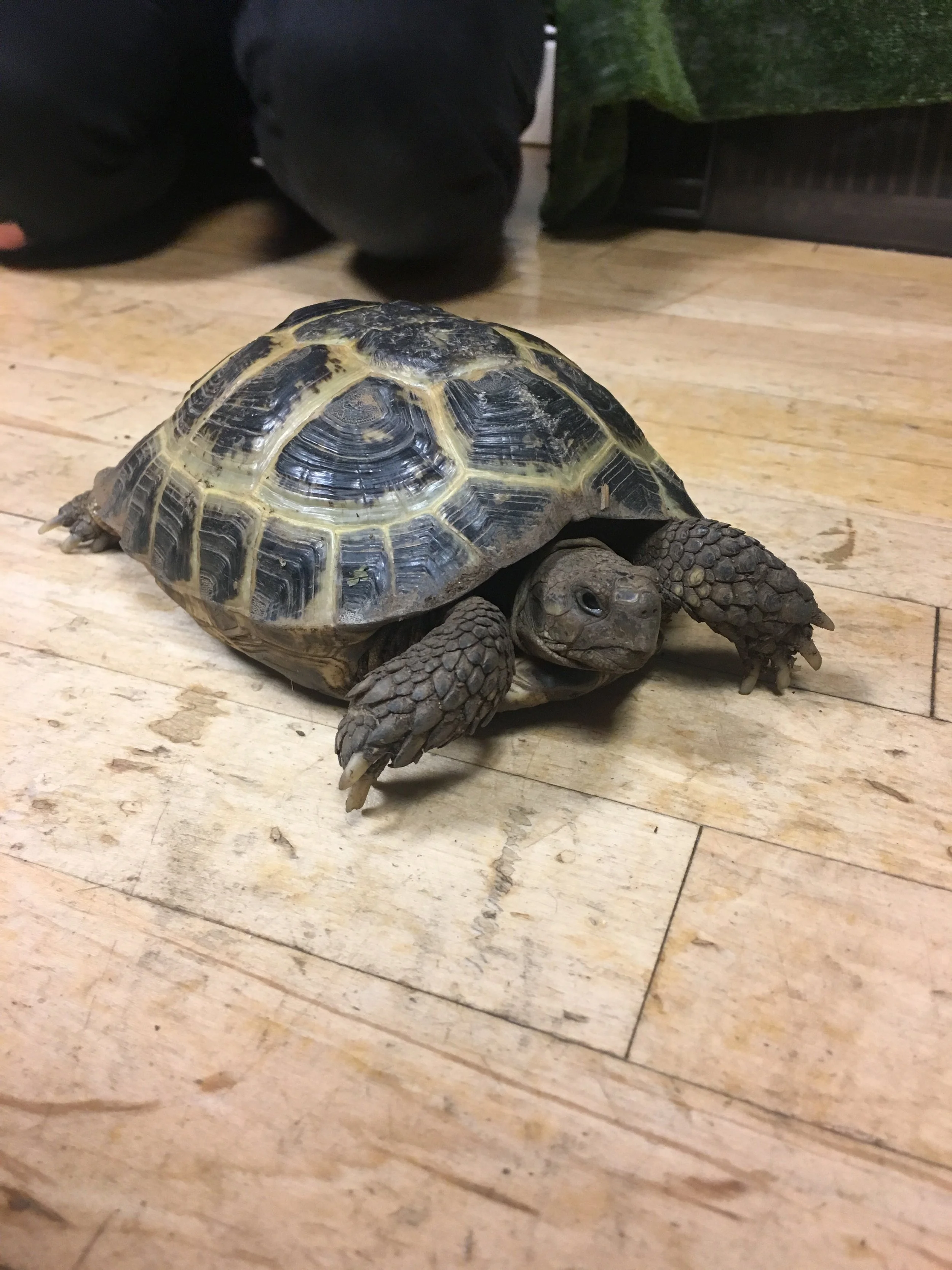 Gizmo the Hermann Tortoise