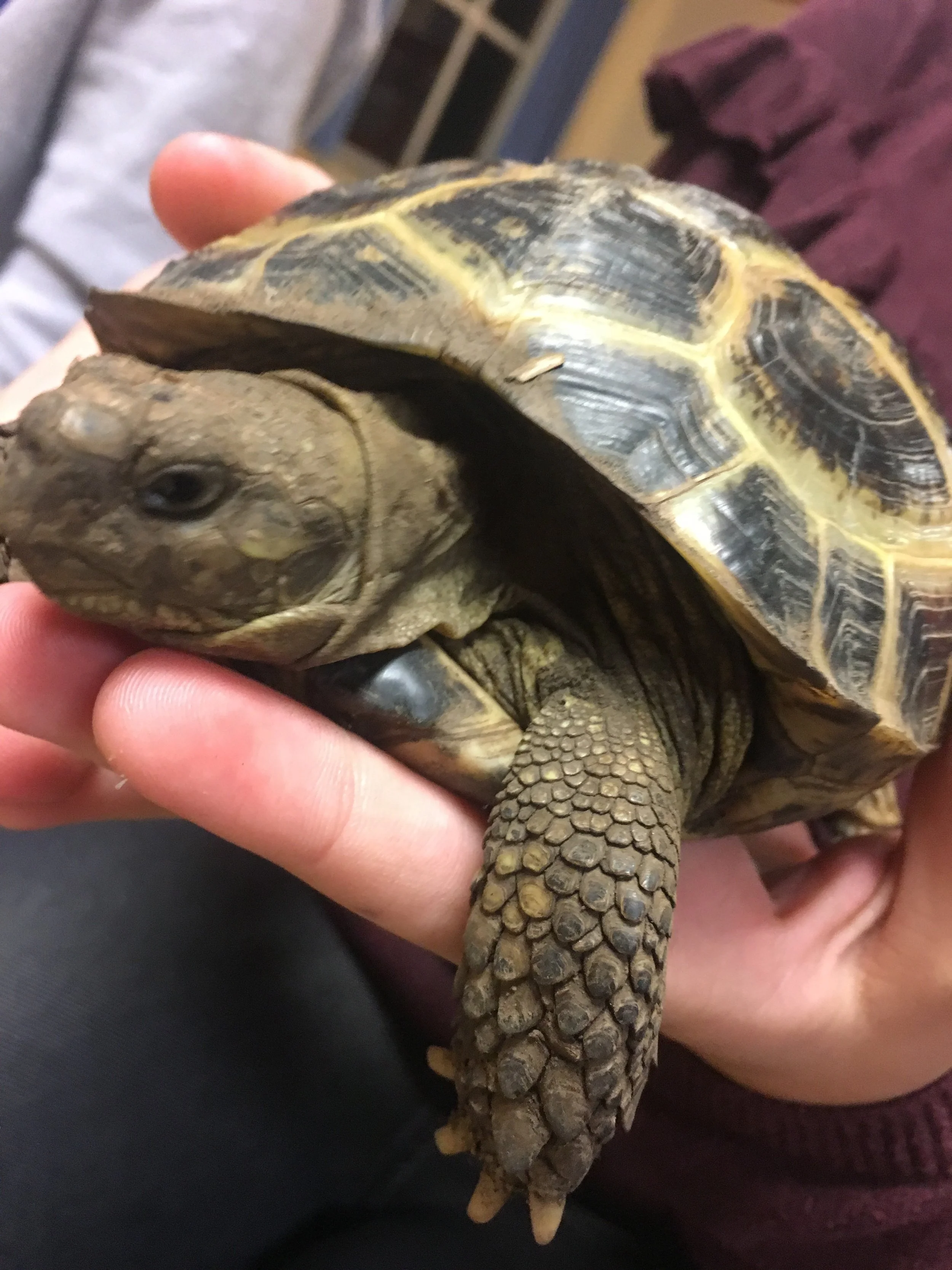 Gizmo the Herman Tortoise