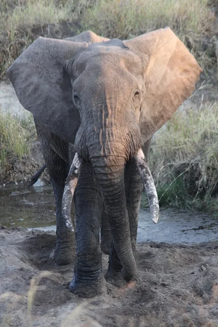 Wiegand Safari NT pic's   (239).JPG