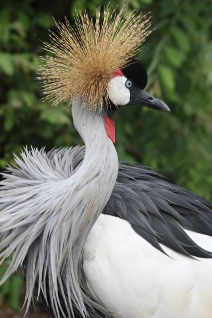 Crowned Crane 007.JPG