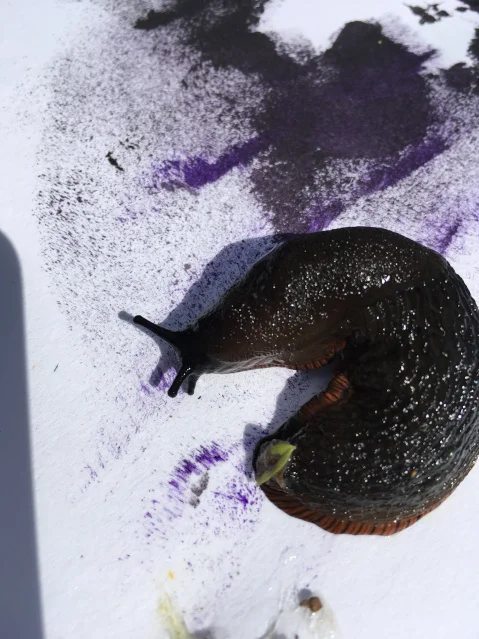slug.jpg