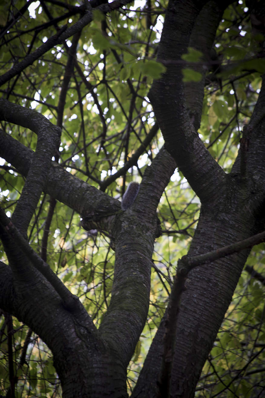 iain rachel military squirrel.jpg