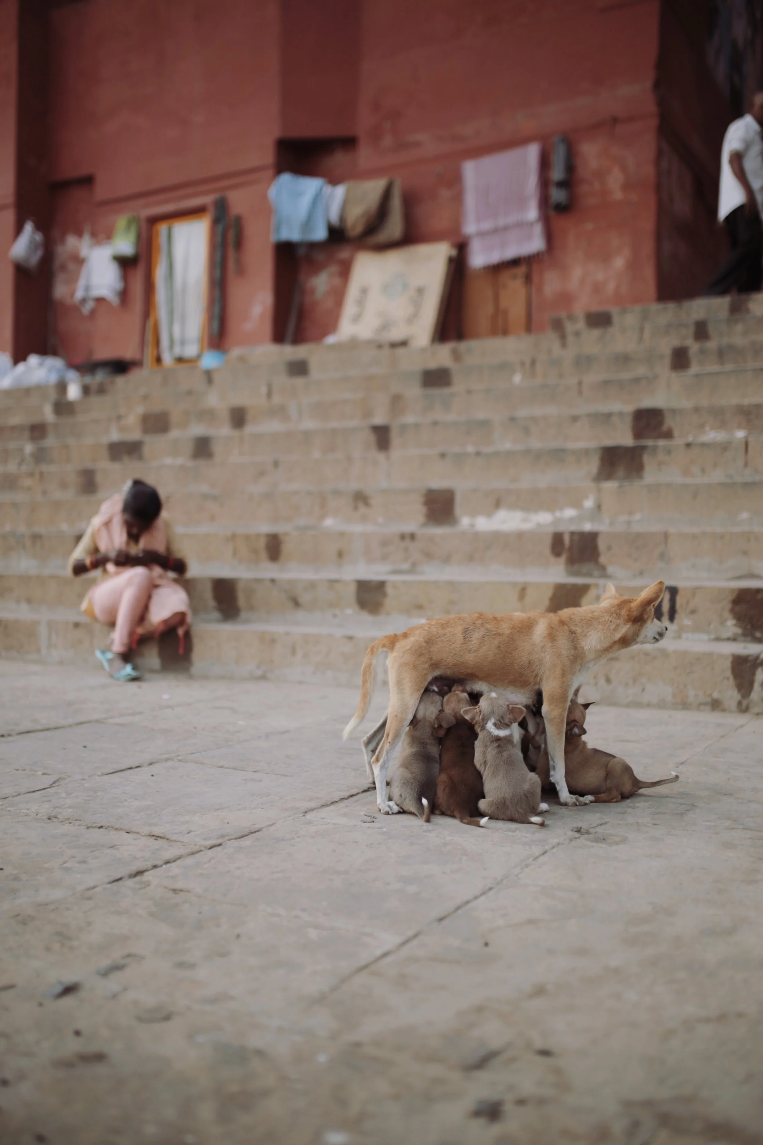 paul alone india dogs.JPG