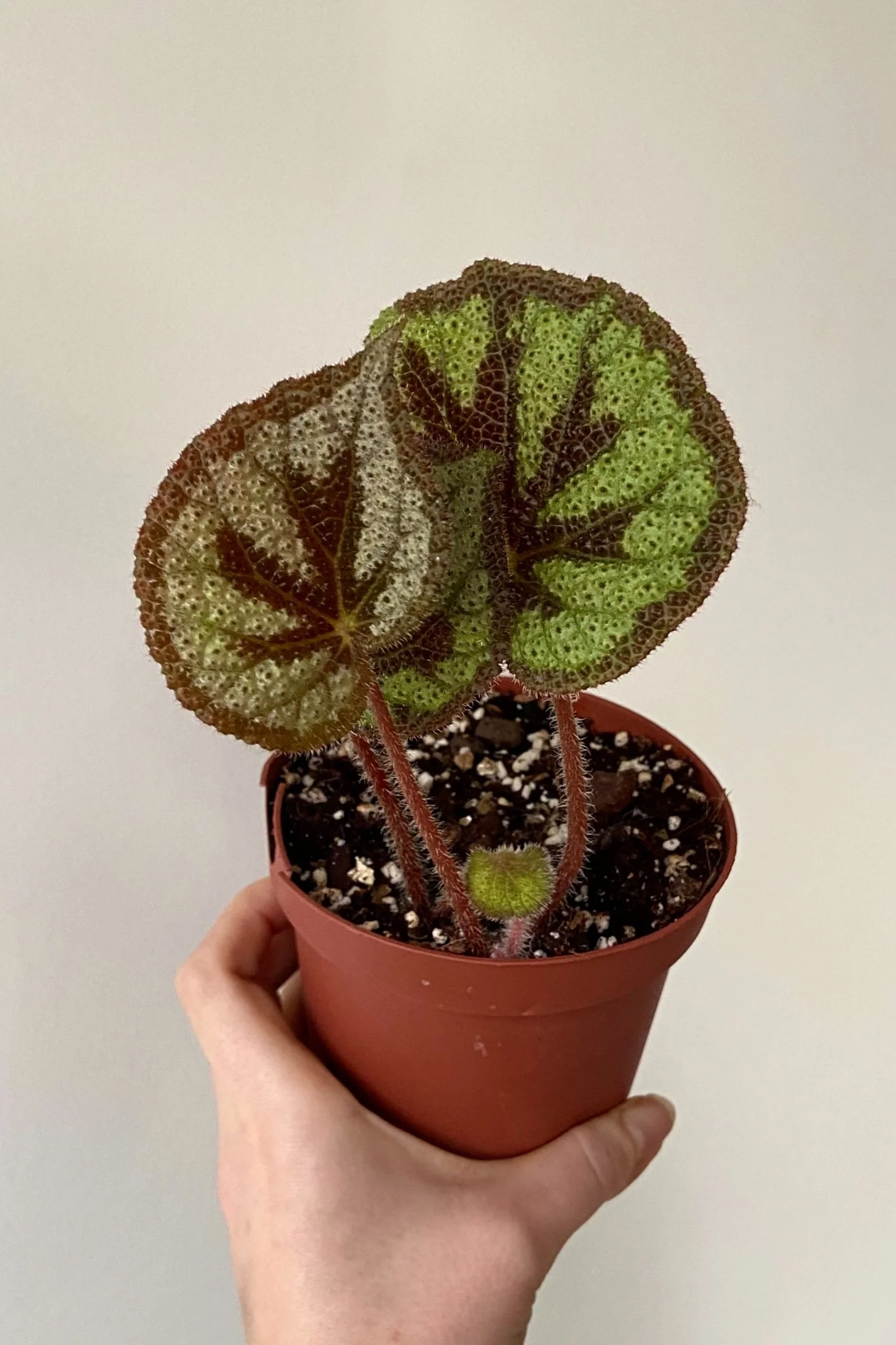 Begonia Masoniana (Iron Cross Begonia) In 12cm Pot Urban Plant Life