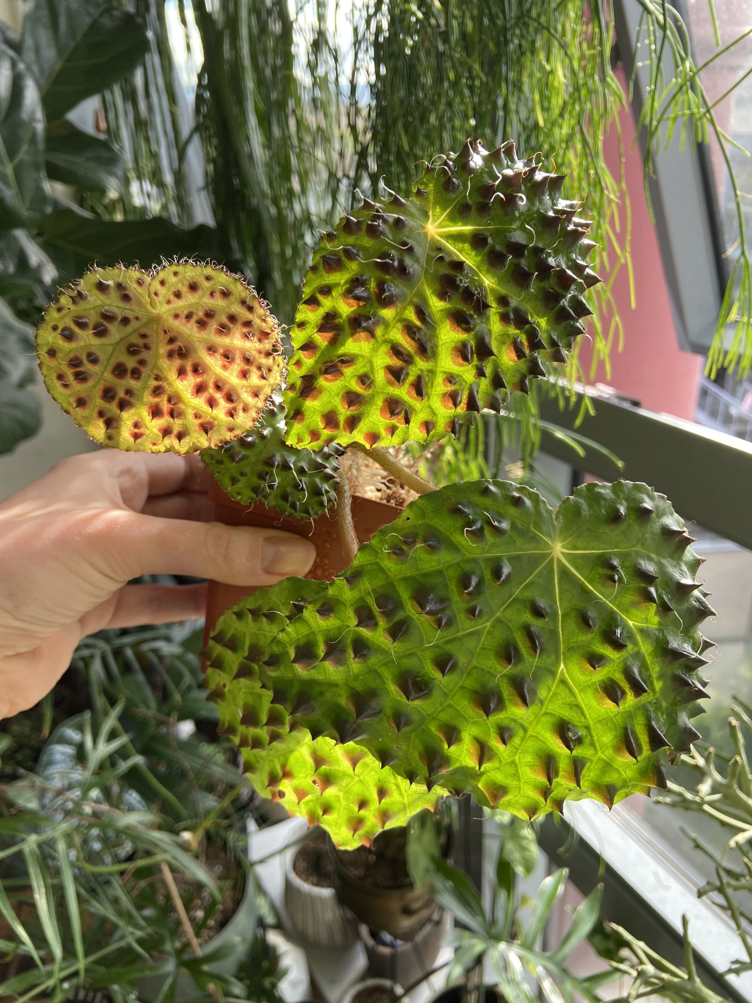 Begonia Melanobullata Care Detailed Guide With Pictures For Begonia Melanobullata Lya Solis