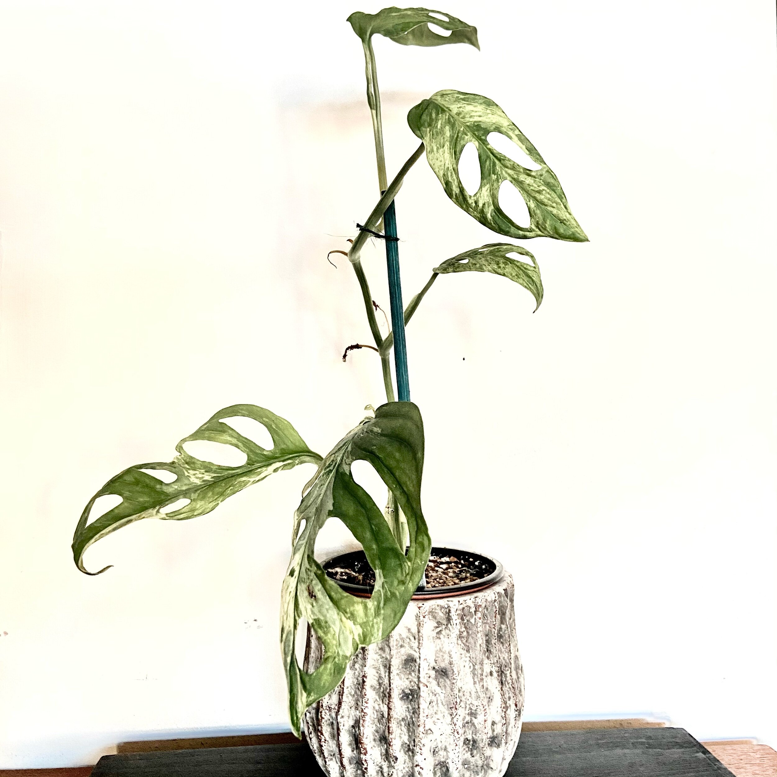 Variegated Monstera Adansonii Indonesian Form Complete Care Guide Lya Solis