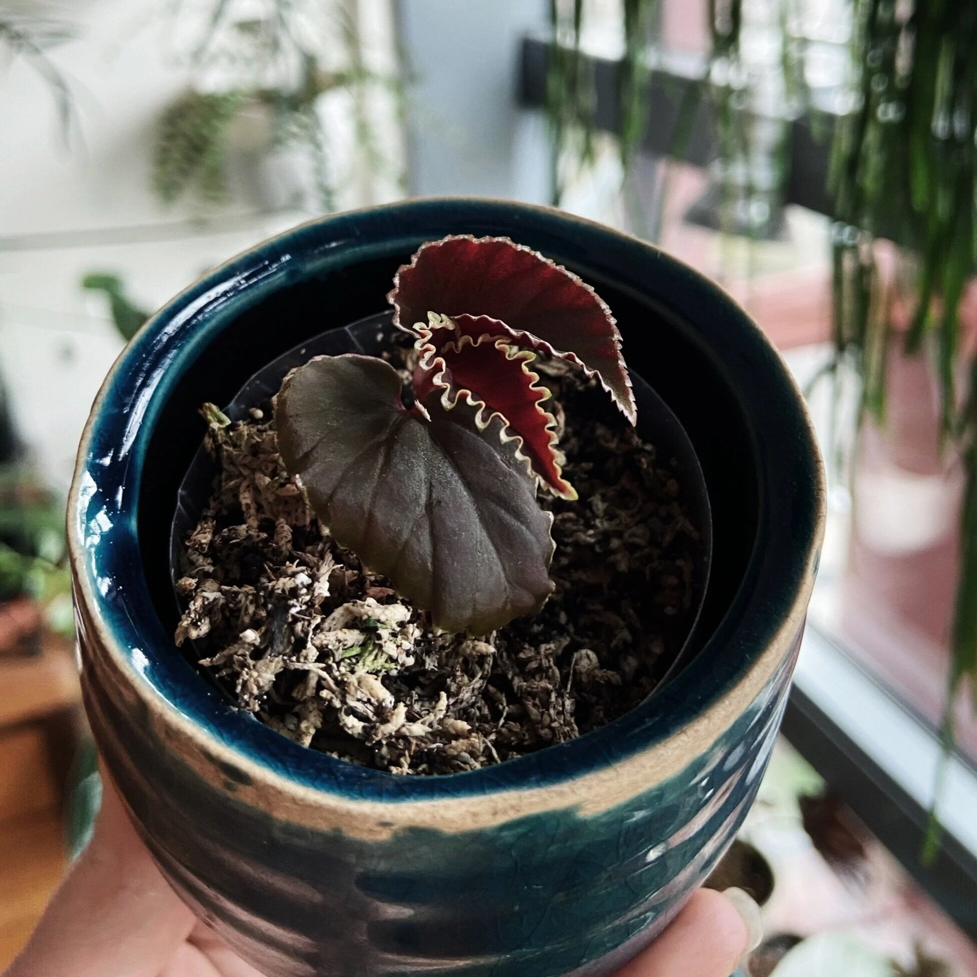 Begonia Darthvaderiana Complete Care Guide Lya Solis