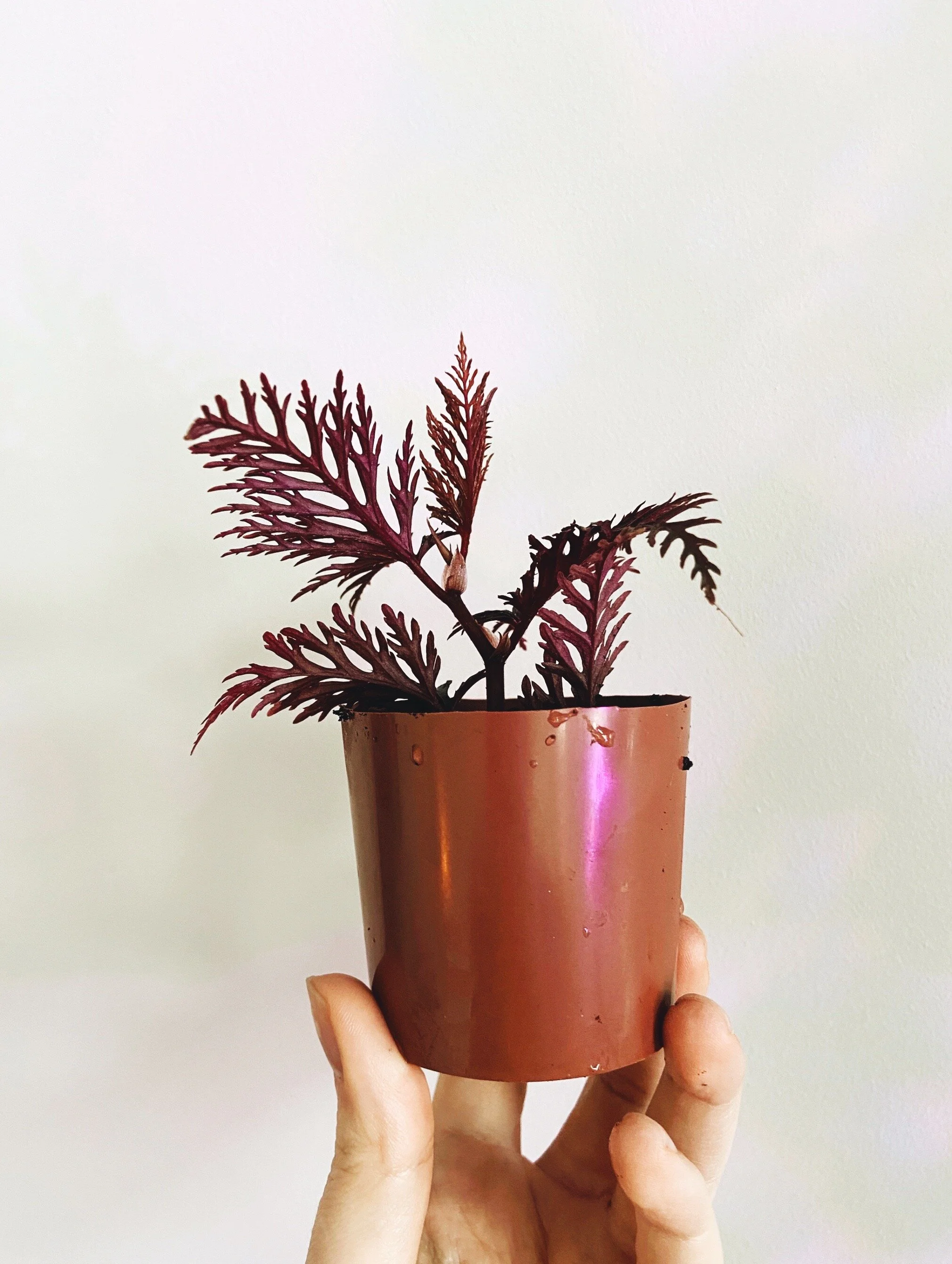 Begonia Bipinnatifida Complete Care Guide Lya Solis