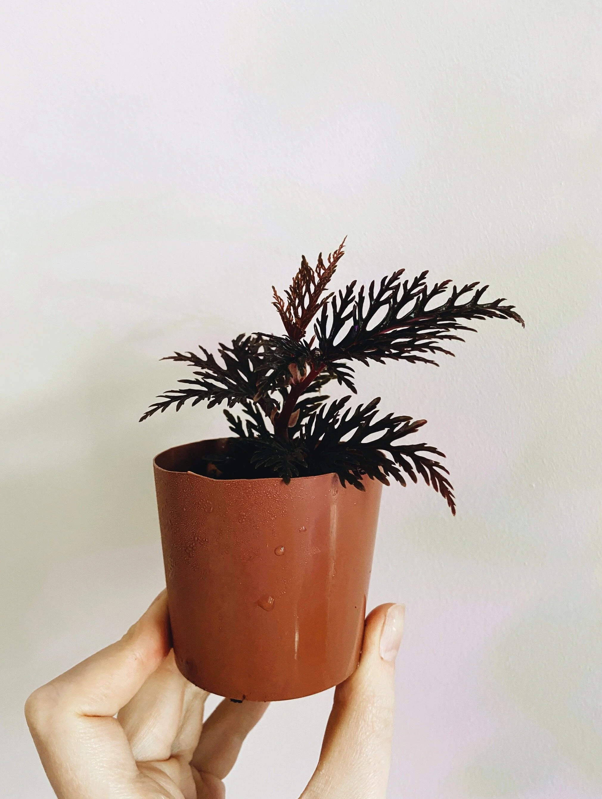 Begonia Bipinnatifida Complete Care Guide Lya Solis