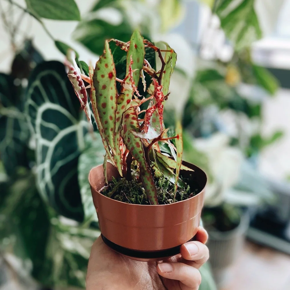 Begonia Amphioxus Complete Care Guide Lya Solis