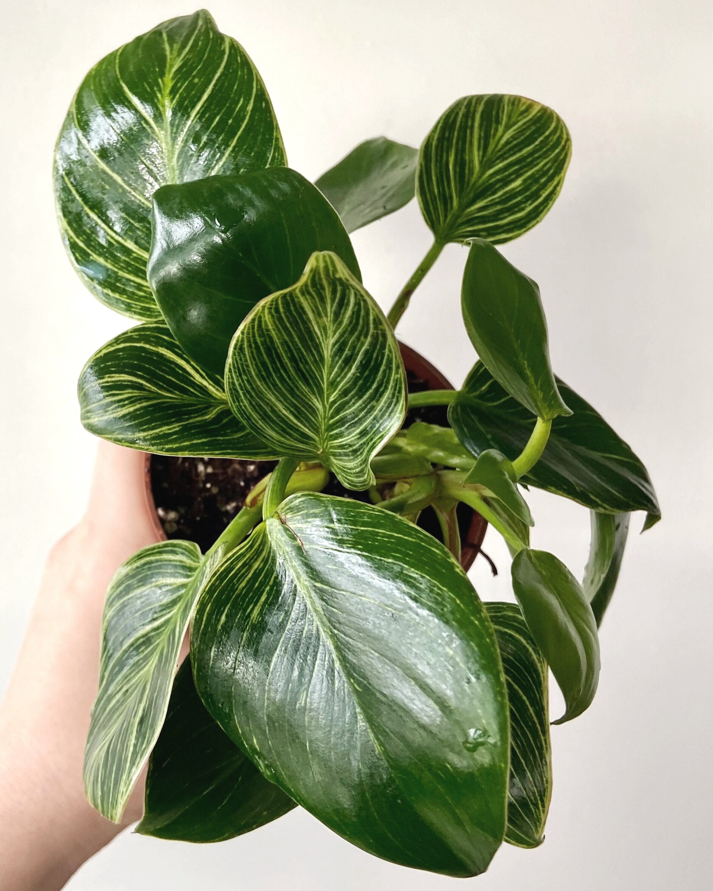 PHILODENDRON BIRKIN [Complete Care Guide] — Lya Solis
