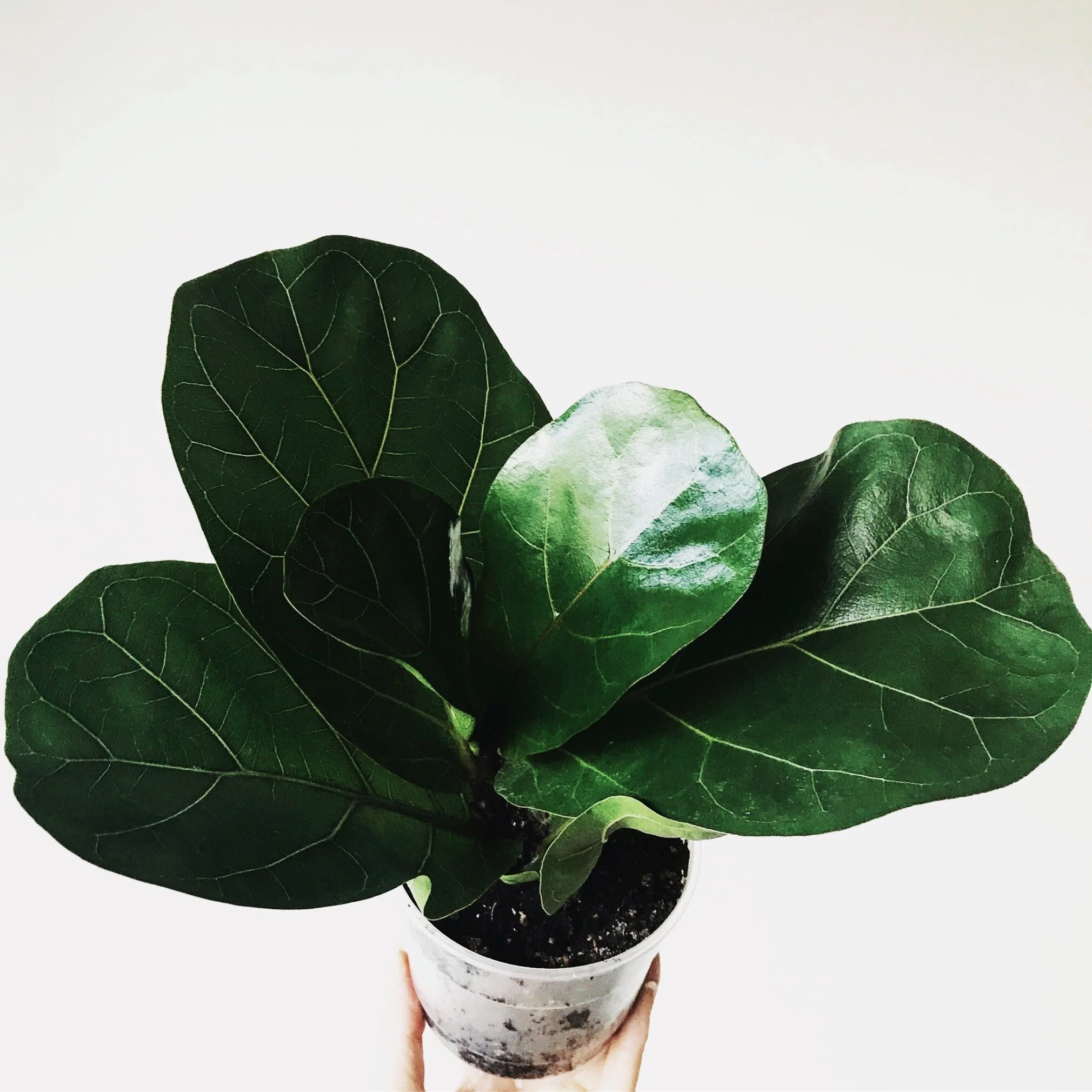 Ficus Lyrata Bambino Detailed Care Guide Lya Solis