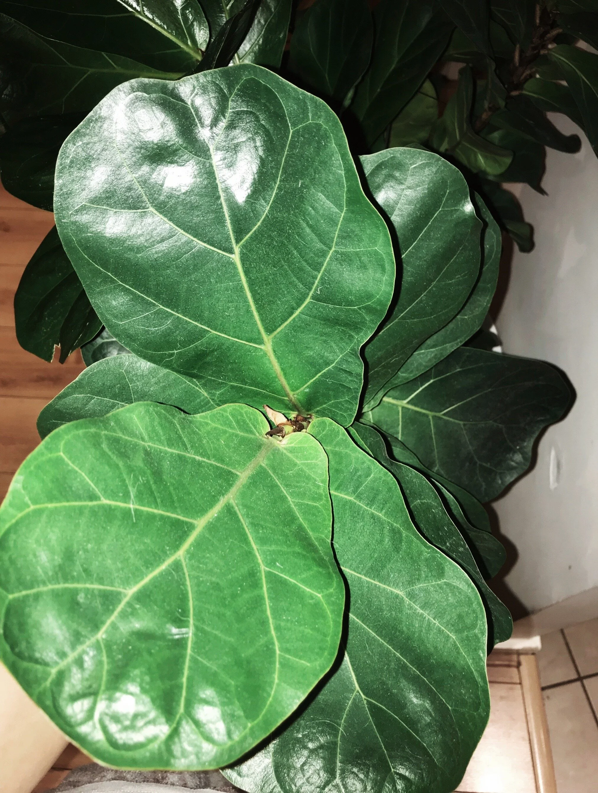 Ficus Lyrata Bambino Detailed Care Guide Lya Solis
