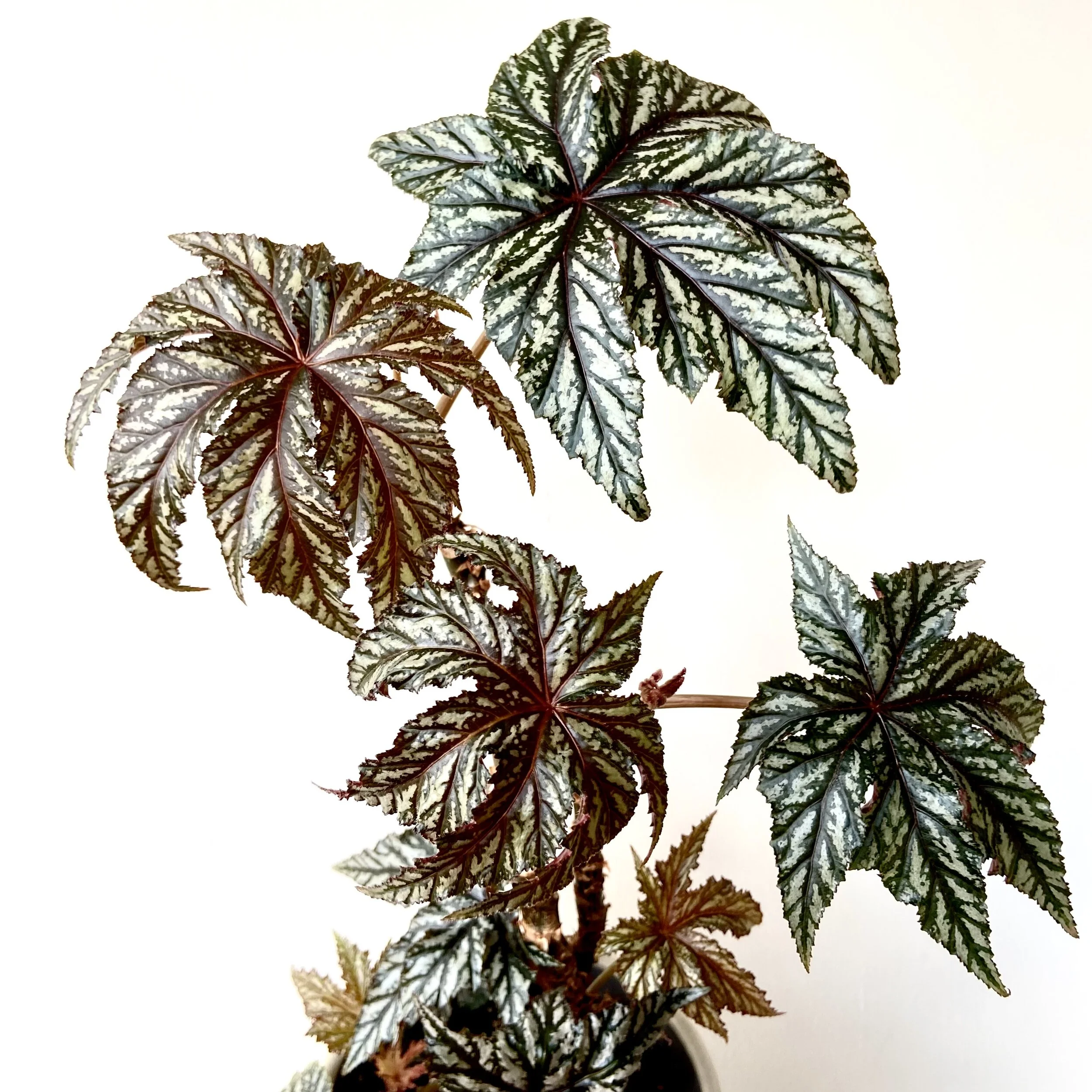 Begonia Gryphon Detailed Care Guide Lya Solis