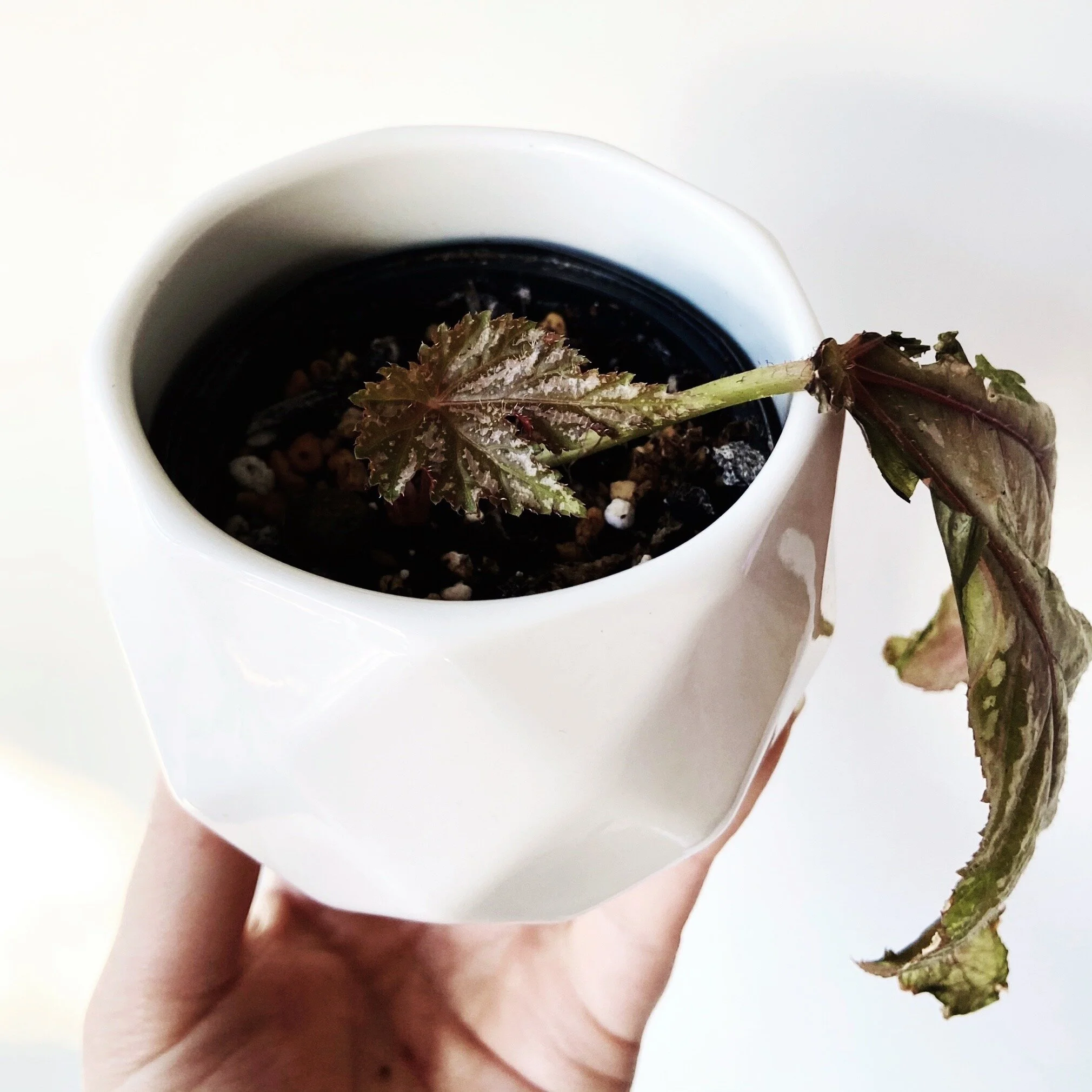 Begonia Gryphon Detailed Care Guide Lya Solis