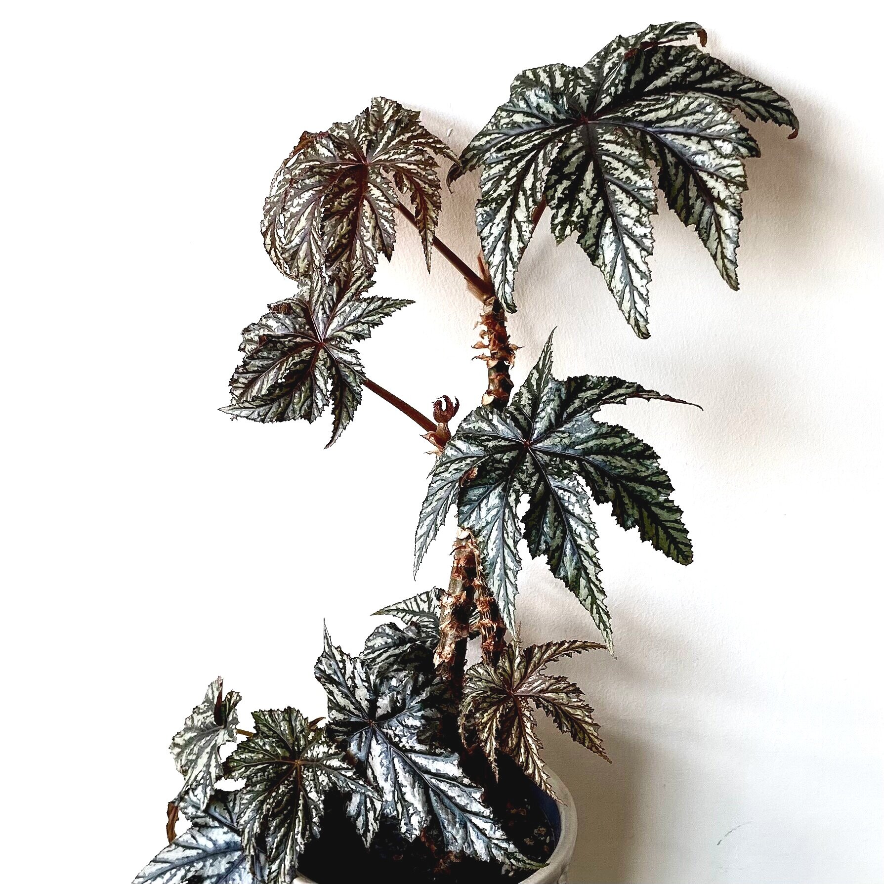 Begonia Gryphon Detailed Care Guide Lya Solis