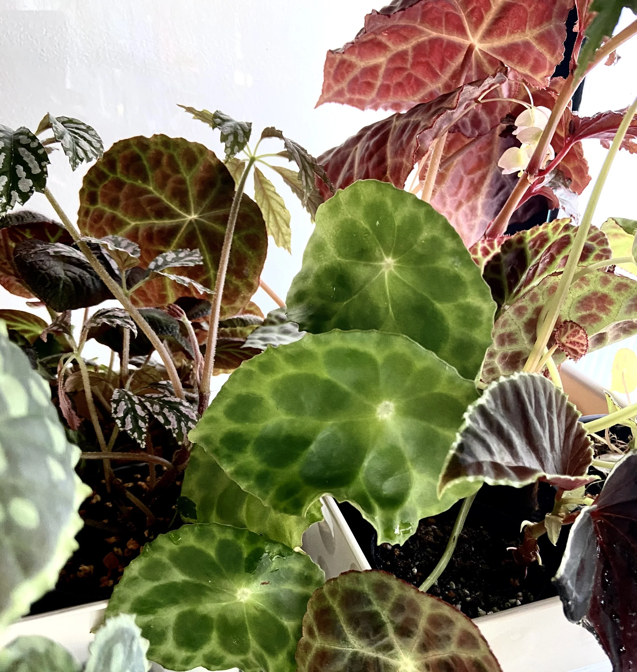 Begonias Begonia Types Detailed Care Guide Tips On How To Make Begonias Thrive Lya Solis