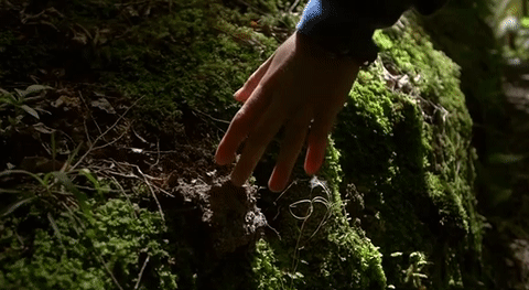infrared-lut-premiere-pro.gif