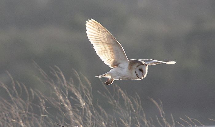 barn_owl_flying_in_snow_les_foster.jpg