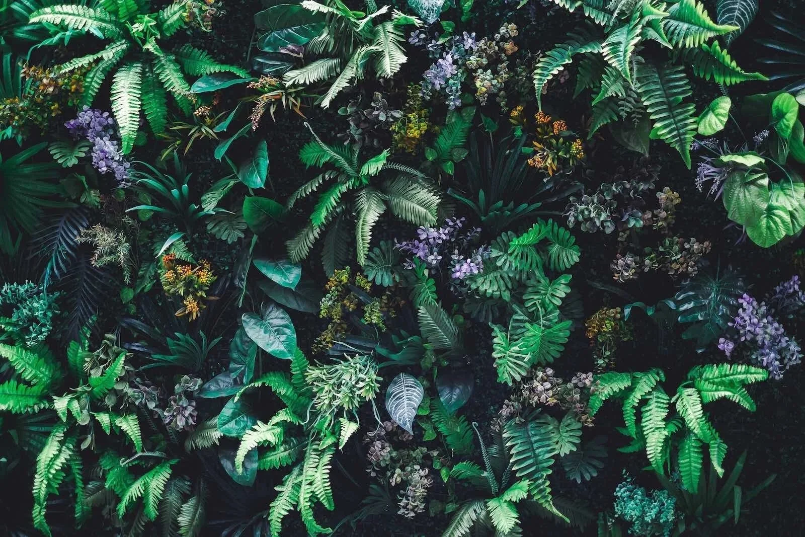 biophilia.jpg