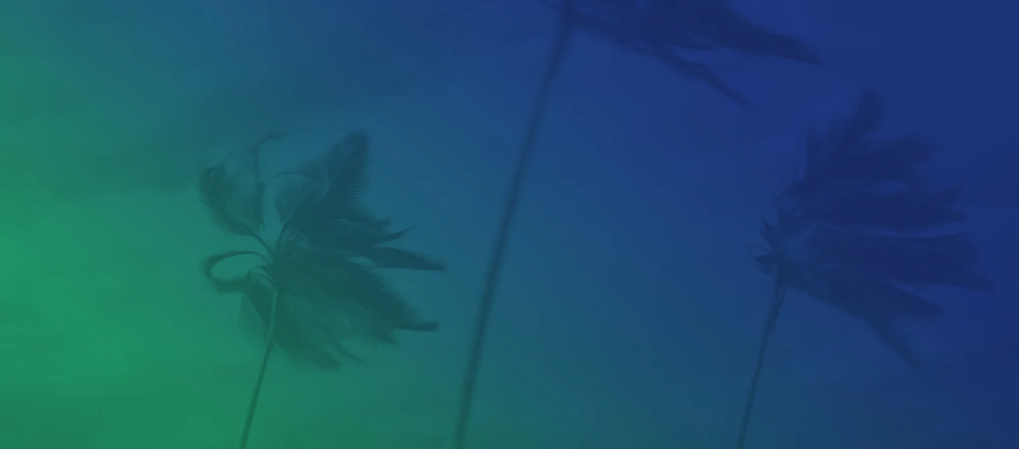 Hurricane Dorian Relief for the Bahamas