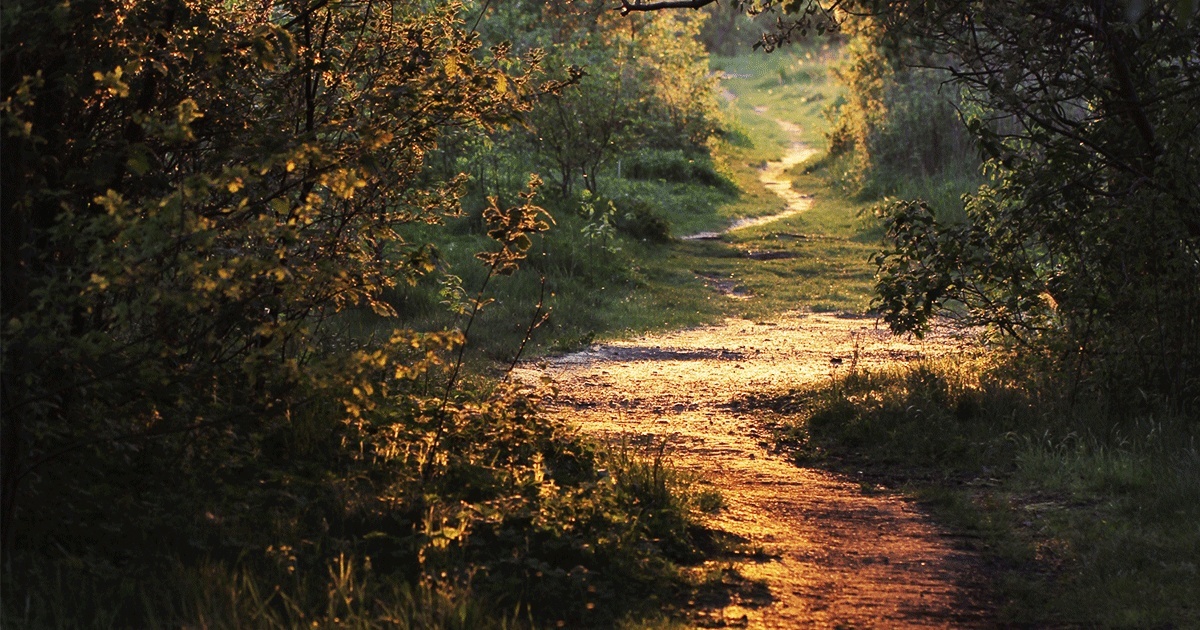 13807-path-through-forest-walk-background-social.1200w.tn.png.jpeg