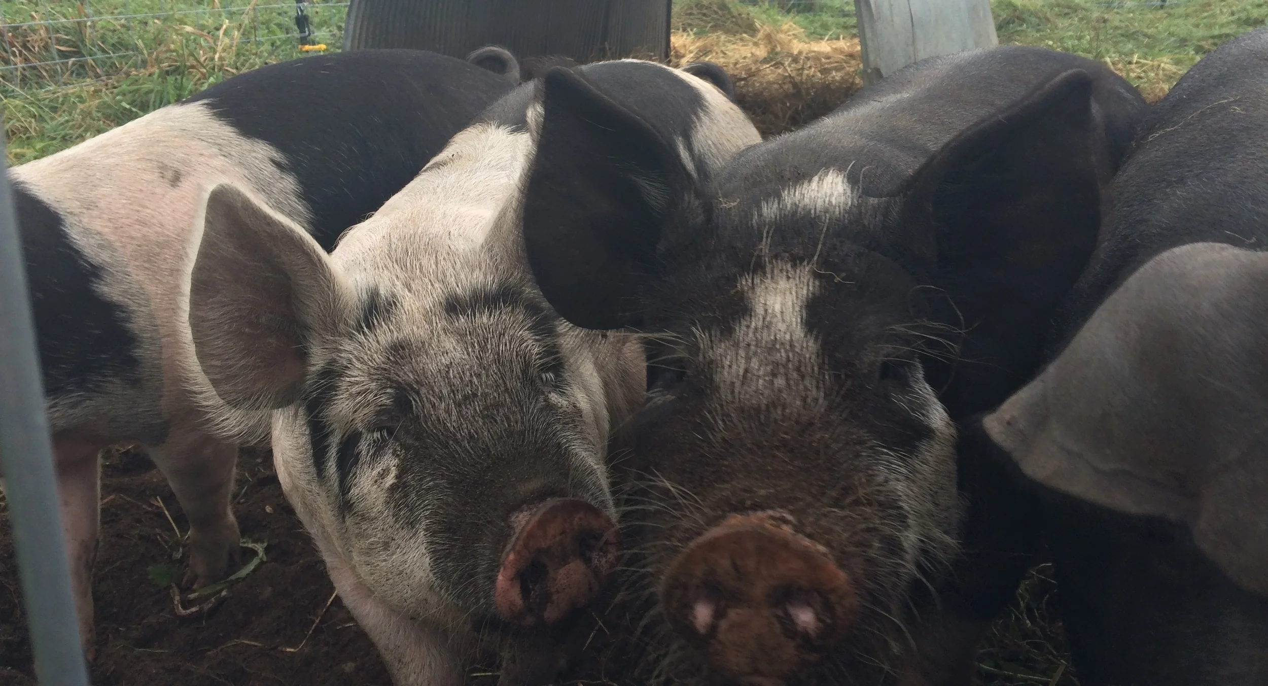 #2 Adventures in Pig Moving