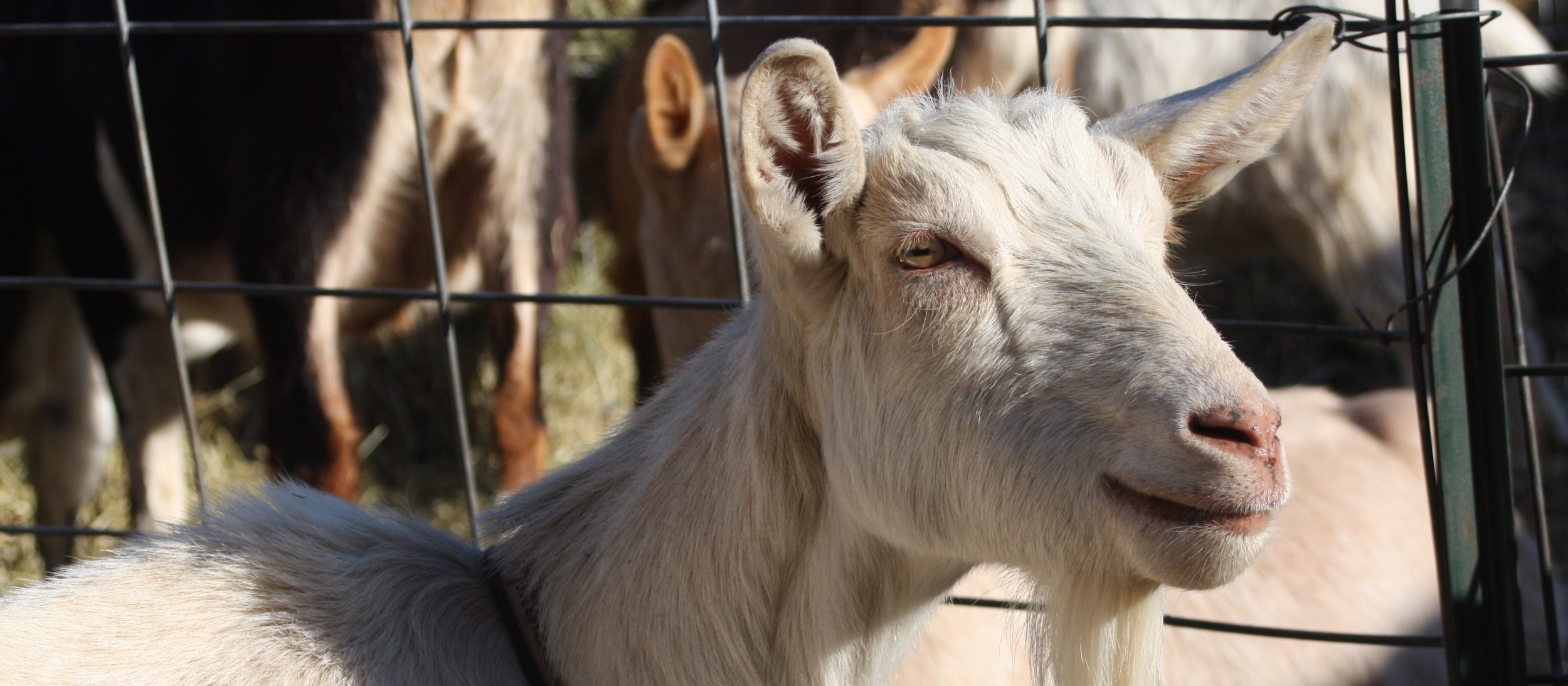 #3 My First Time Milking