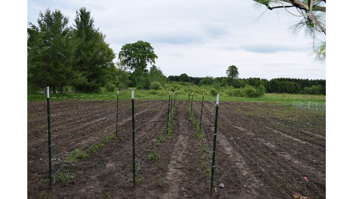 crop rows.png